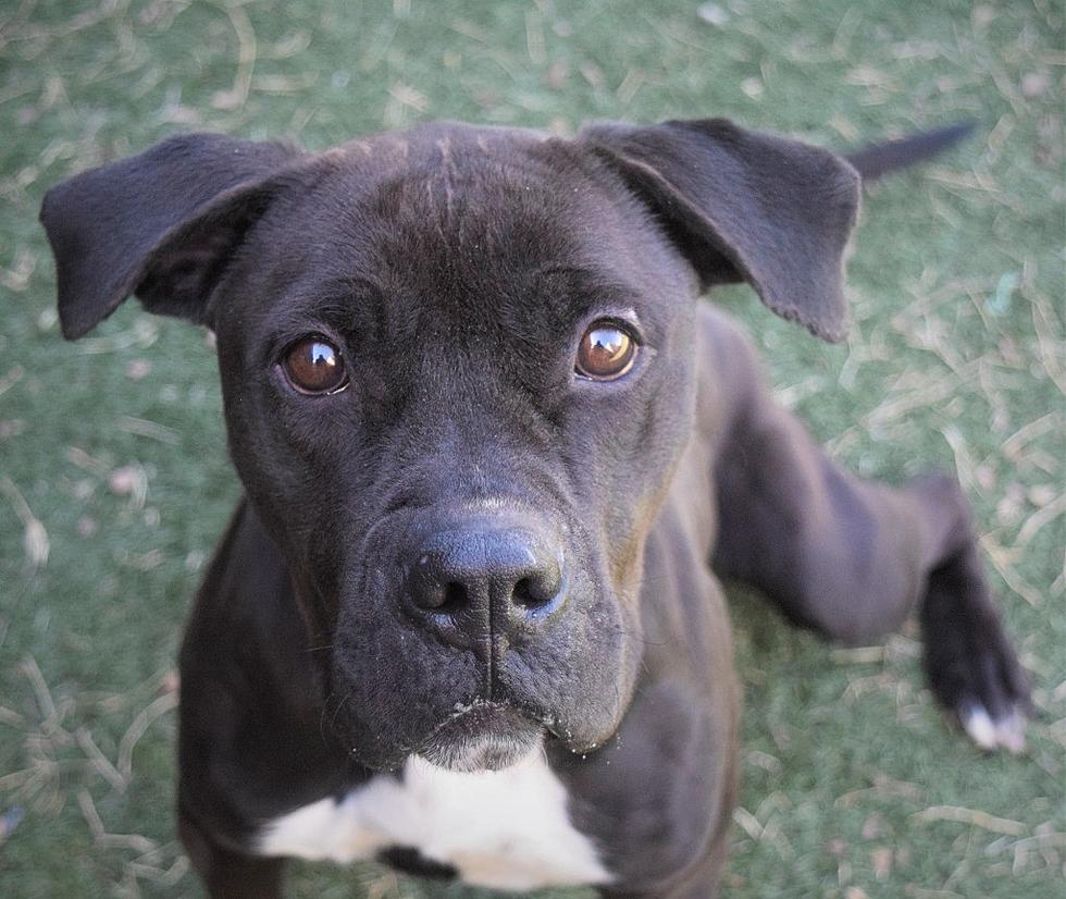 Precious Baby Is Lubbock’s Awesome Adoptable Pet of the Week