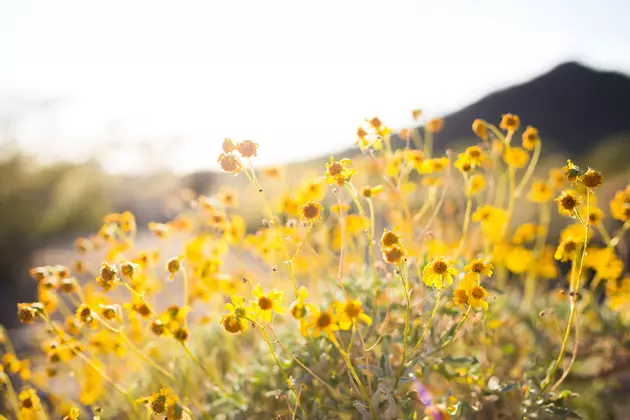 Preserve Prairie: Get Buried &#8216;Green&#8217; In Texas