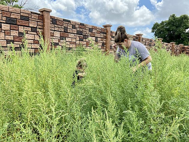 What Horrors Lurk Within Lubbock&#8217;s Embarrassingly Uncut Grass? [Photos]