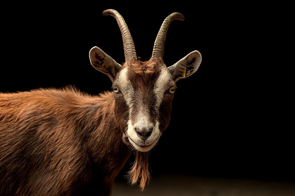 Someone’s Goat Is Doing Business In Abilene