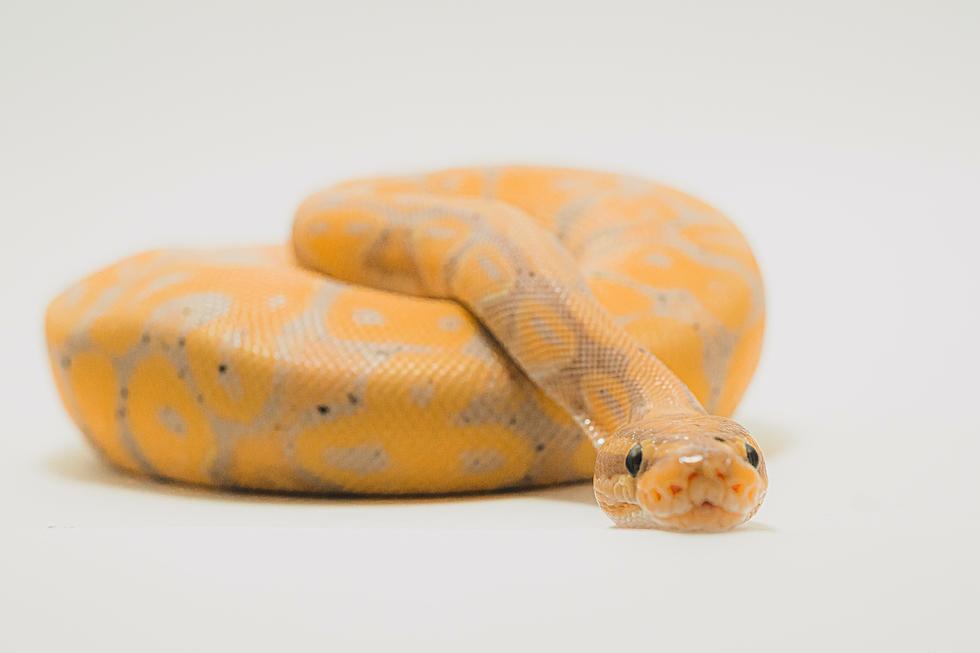 Who Abandoned a Zebra Spitting Cobra and Other Snakes in a Lubbock Dumpster?