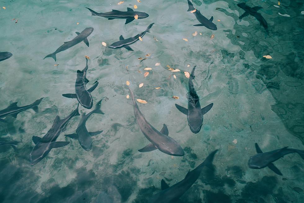 Hundreds of Illegal Shark Fins Found in Texas Restaurant’s Freezer