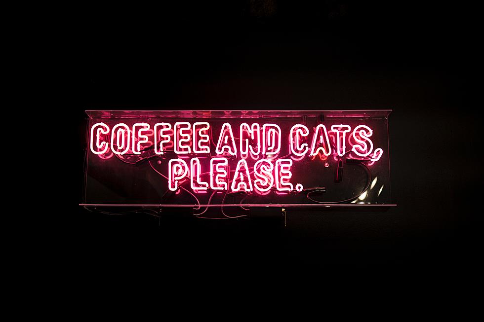 Just a Humble Plea for Someone in Lubbock to Open a Cat Cafe