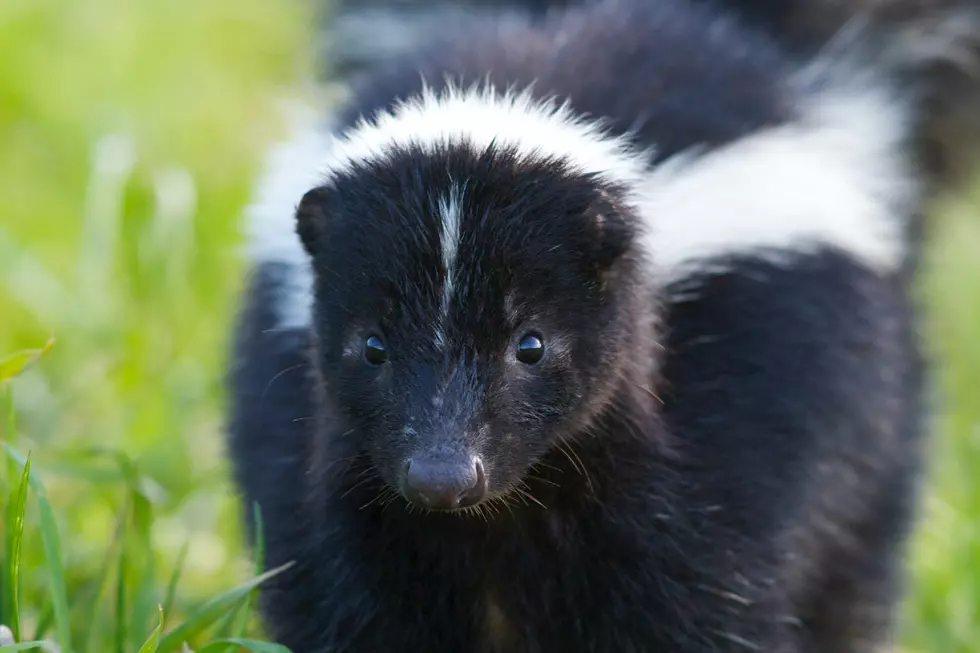 Lubbockites Terrified of Skunk Terrorizing Their Neighborhood