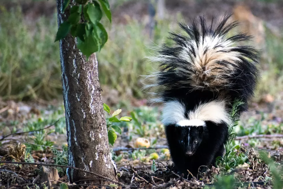 How to Make Your Car Smell Better After You Accidentally Hit a Skunk