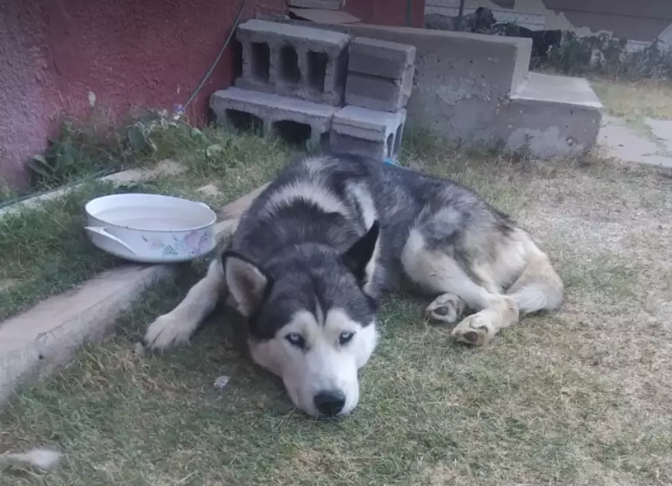 Lost Lubbock Husky Desperately Misses His Family and Needs Your Help to Find Them