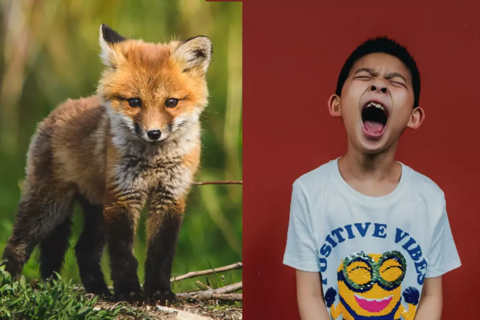 Lubbock Resident Discovers Baby Foxes Sound Like Screaming Kids