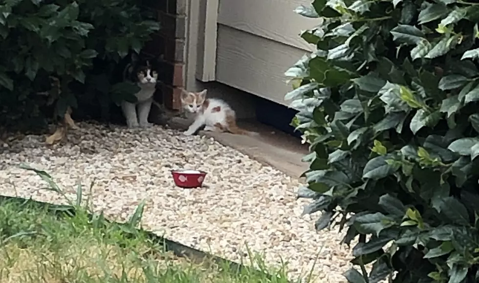 Why is This Lubbock Apartment Complex Home for So Many Kittens?