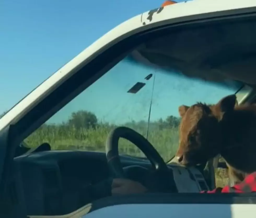 Video: ‘Yeehaw Baby Buckle Up’ Texas Driver Spotted With Unusual Passenger