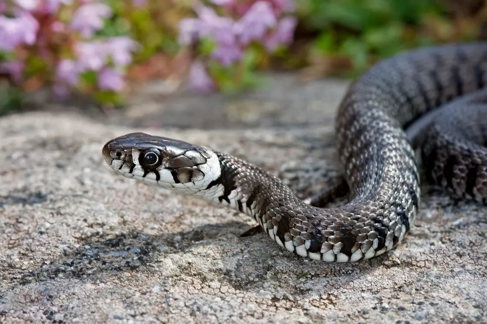 Lubbock: What Should You Do If You Find a Snake in Your Yard?