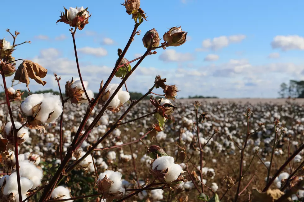 Here’s Why You’ll See Less Cotton Around Lubbock This Year
