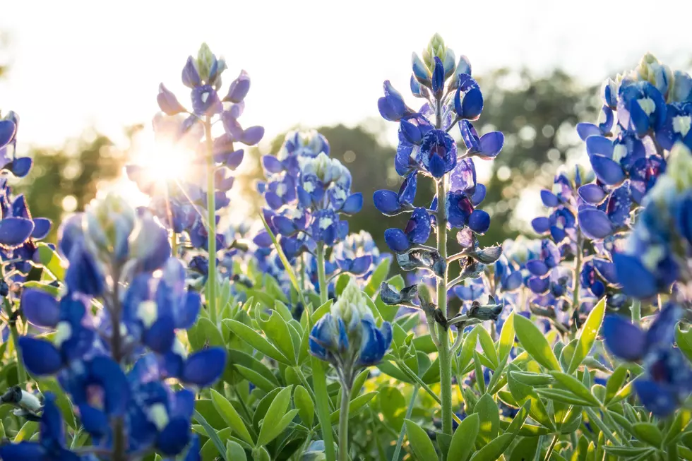 Reddit Texas Reveals the True State Flower of Texas