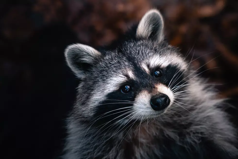 Foxes, Raccoons, Skunks: This Lubbock Neighborhood is a Zoo!