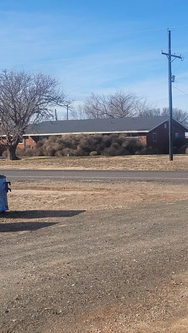Lubbock Residents Panic Over Tumbleweeds Plot To Enslave Earth