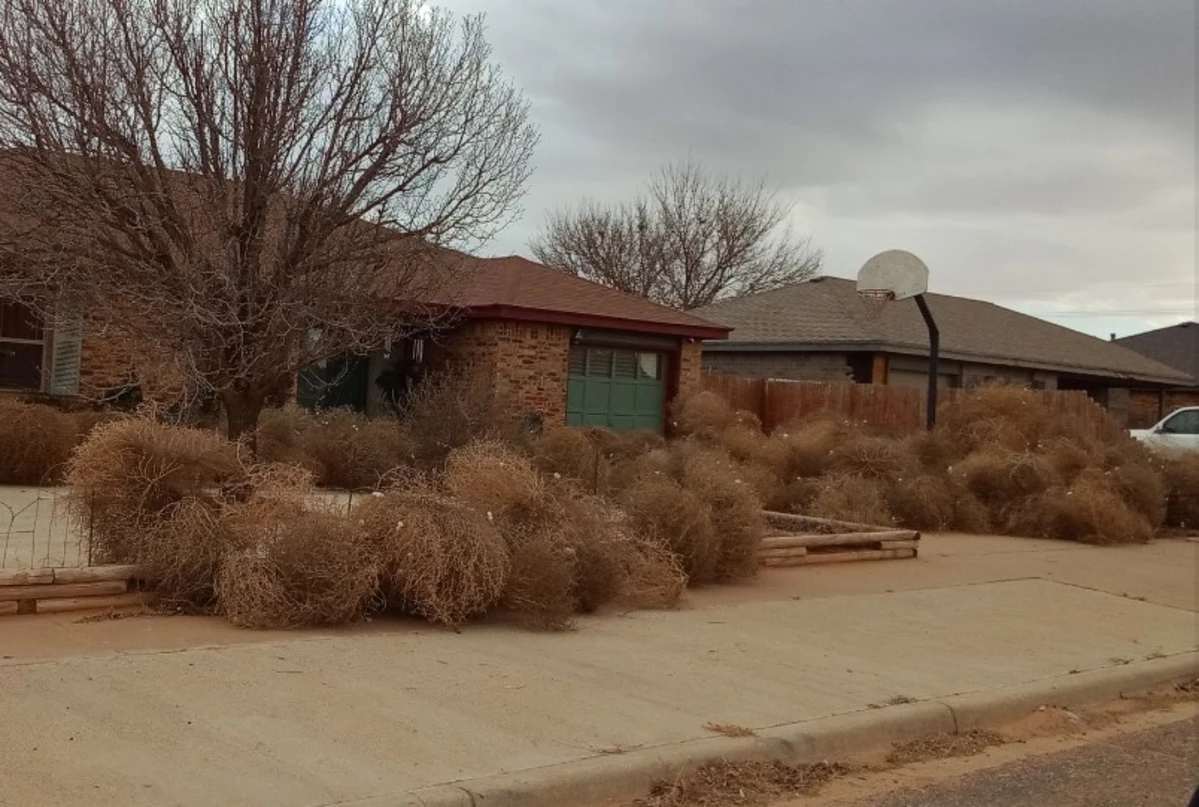 Tumbleweeds Are Piling Up Across the Plains - The New York Times