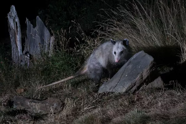 Lubbock, Here&#8217;s What To Do If You Find A Possum In Your Yard
