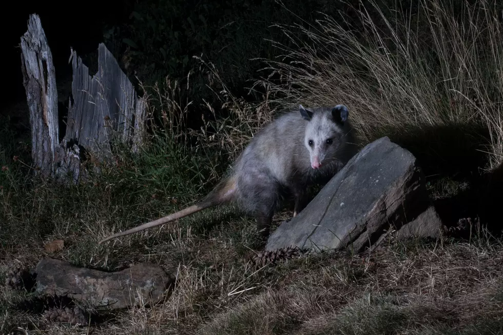 Lubbock, Here’s What To Do If You Find A Possum In Your Yard
