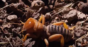 Lubbock, What Should You Do If You Find A Jerusalem Cricket In...