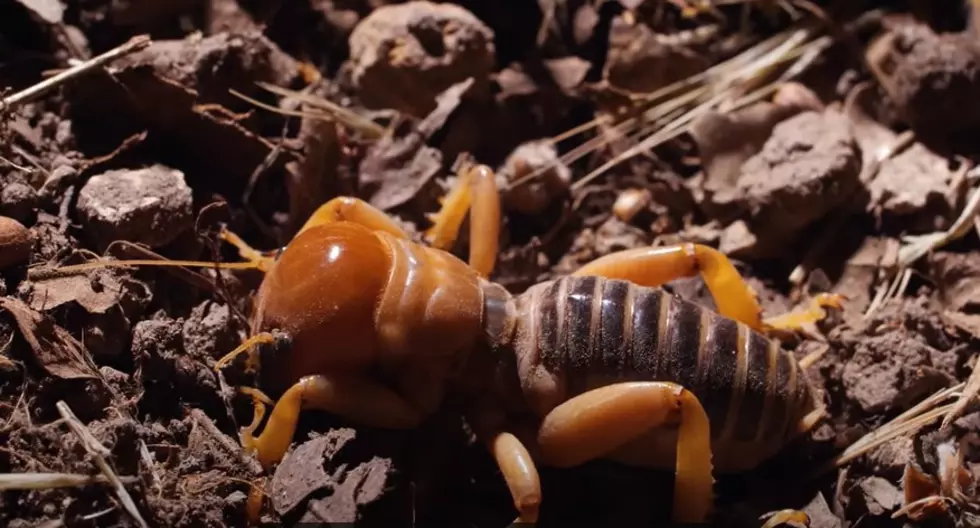 Lubbock, What Should You Do If You Find A Jerusalem Cricket In Your Yard?