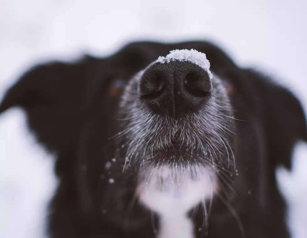 Is It Legal In Texas To Leave Your Dog Outside When It’s Really Cold?