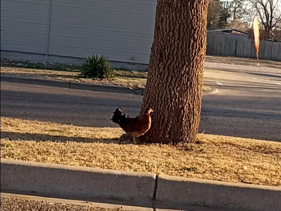 Lost Chicken Spotted Hanging Out At Levelland Burger King
