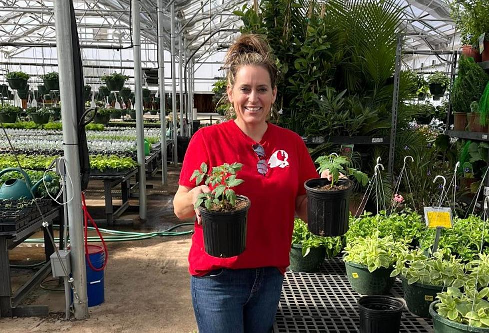 Little Red Nursery&#8217;s New Greenhouse Grand Opening April 1st In Lubbock