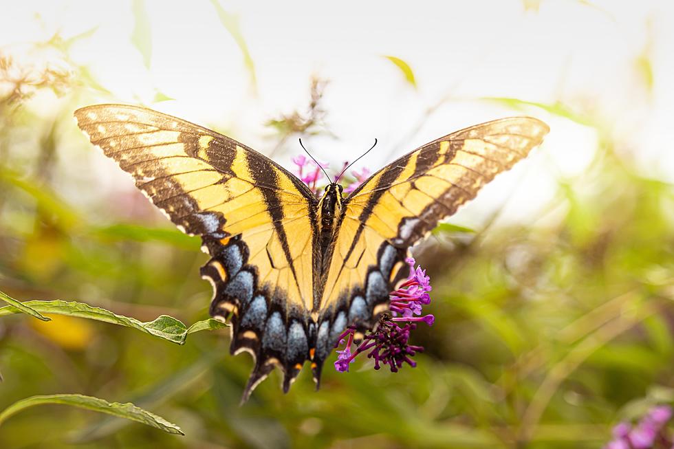 Butterflies Are Coming Back To Lubbock &#038; This Is How You Can Enjoy Them Best