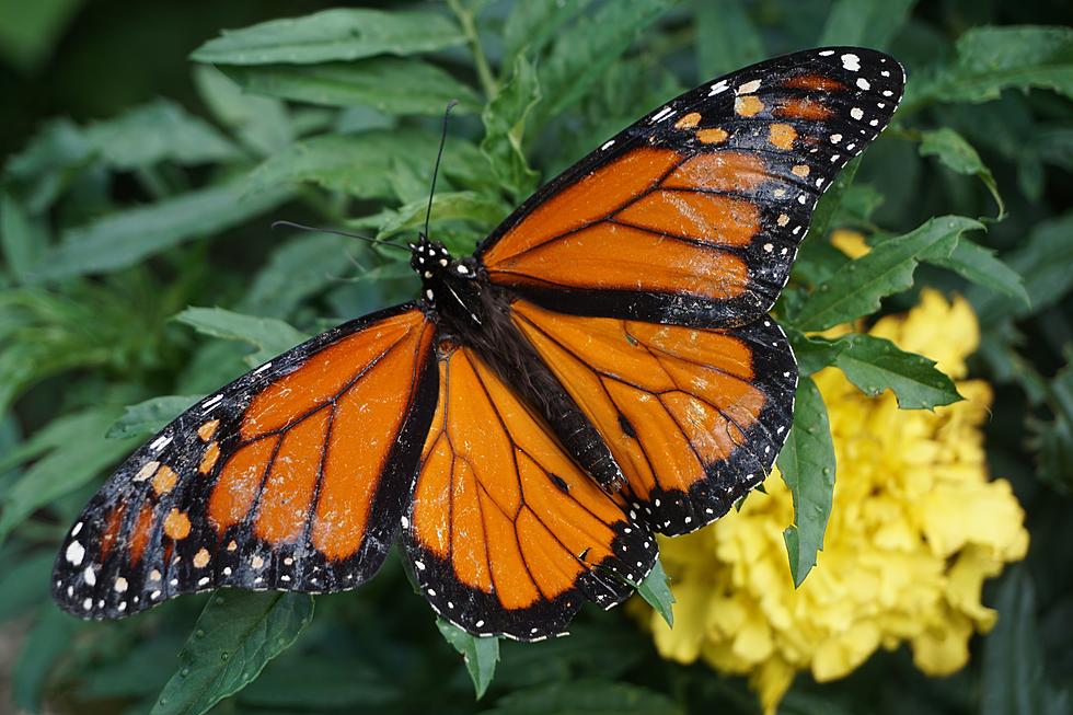 Are Butterflies Taking A Hot Dump On You When They Land?