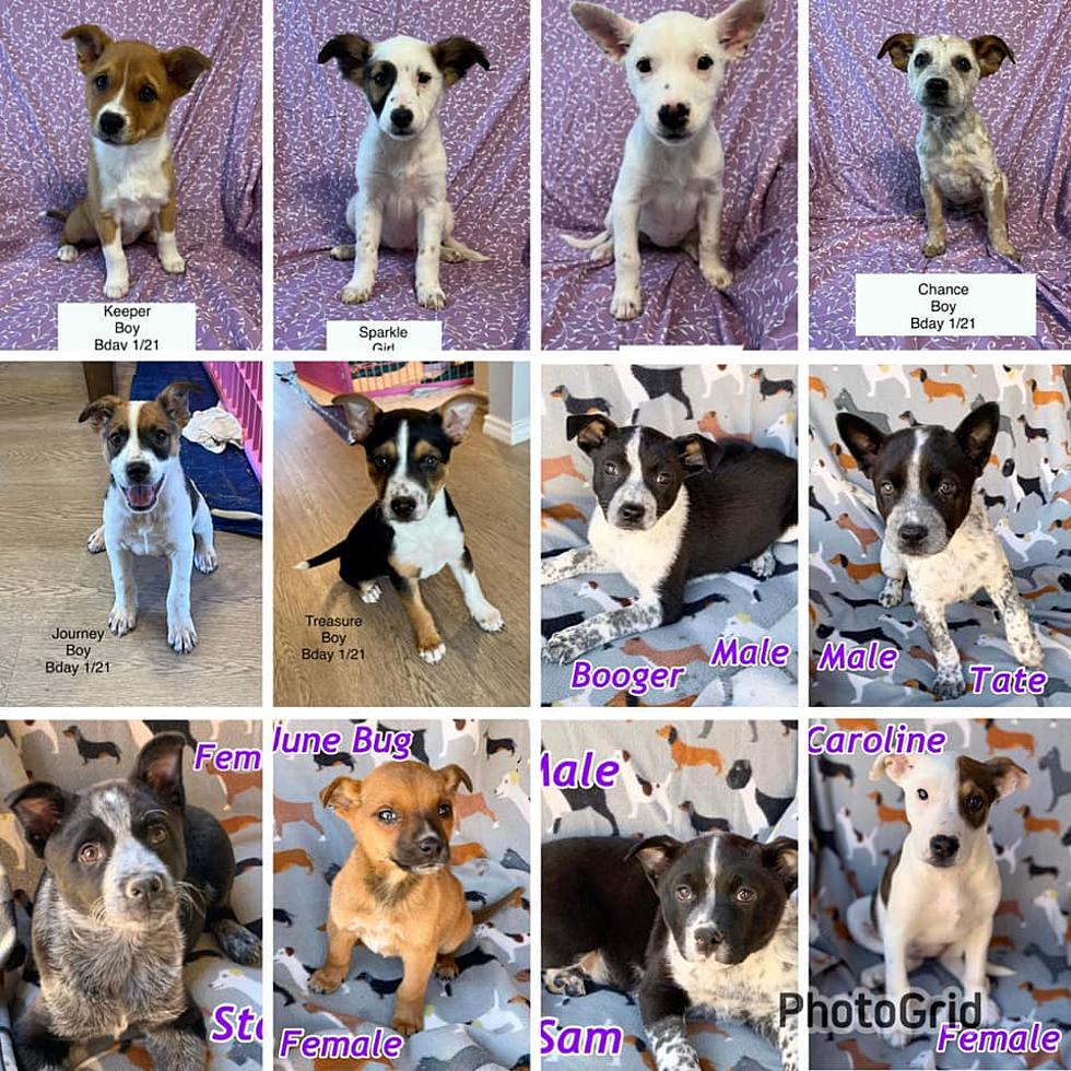Why Were These 12 Healthy, Precious Puppies Euthanized In Lubbock?