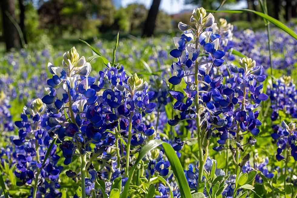 Is It Actually Illegal To Pick Bluebonnets In Texas?