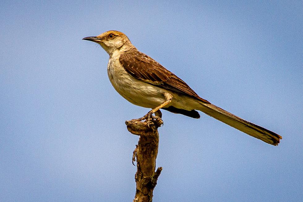 Is It Illegal To Eat The Texas State Bird?