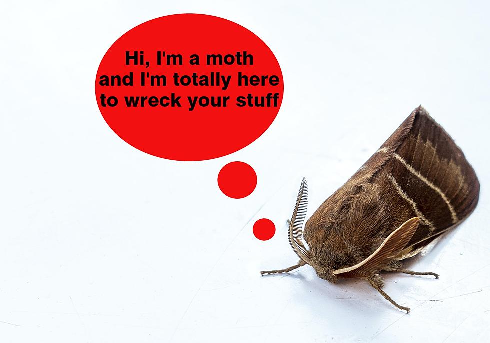 Is Lubbock Being Overwhelmed By Swarms Of Insatiable Moths?