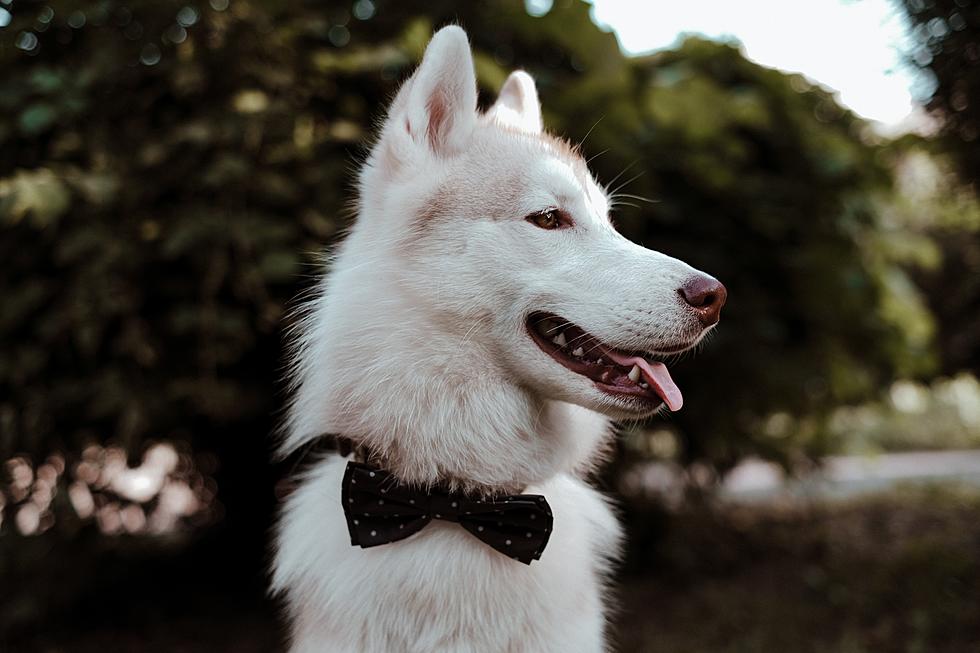 Is It Actually Legal To Marry Your Pet In Texas?
