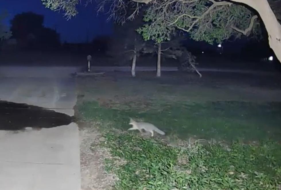 Video: Cute Little Foxes Seen Frolicking Near Lubbock Country Club