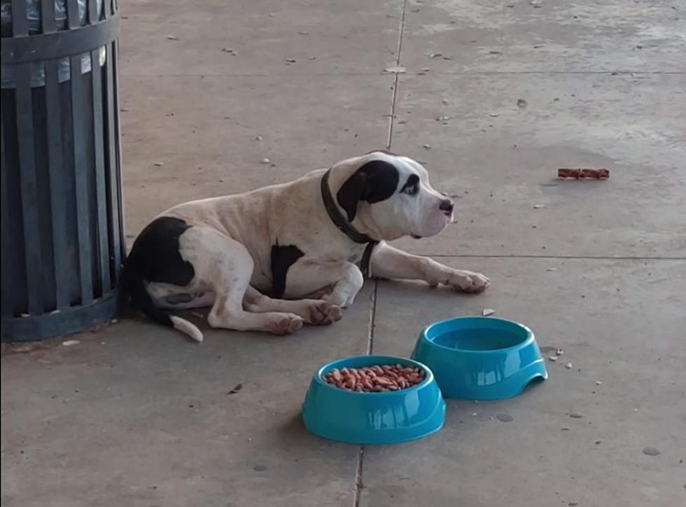 Dumping Unwanted Pets In Lubbock Has Got To Stop