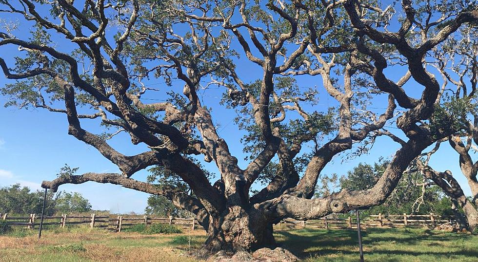The Oldest Oak Tree in Texas is Absolutely Stunning