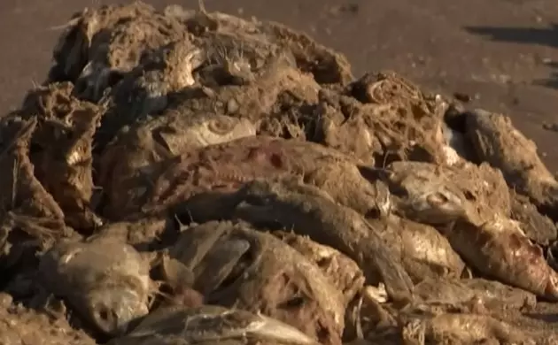 Why Are There Thousands of Dead Fish on This Texas Beach?
