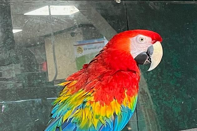 This Beautiful Bird Is Lost In Lubbock! Have You Seen It?