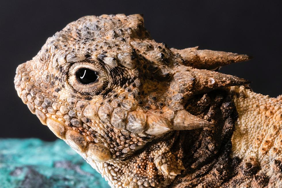 Texas State Symbols: Weird, Wacky &#038; Absolutely Perfect Signs of Our State