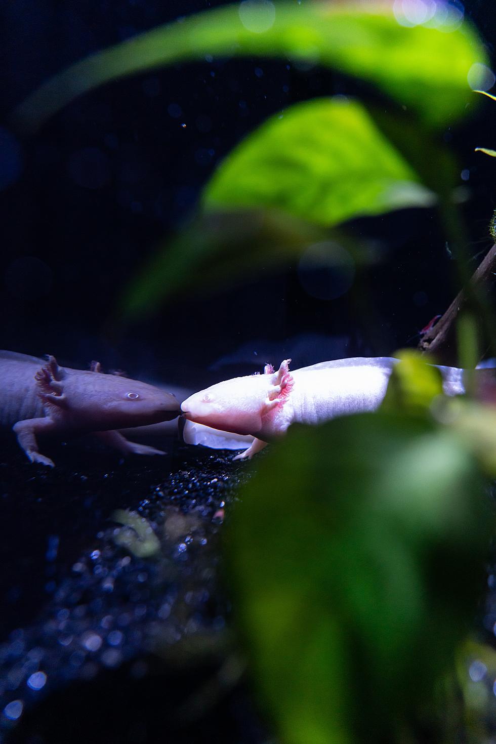 Small Aquatic Pet Store In Lubbock Gives Axolotl New Lease On Life
