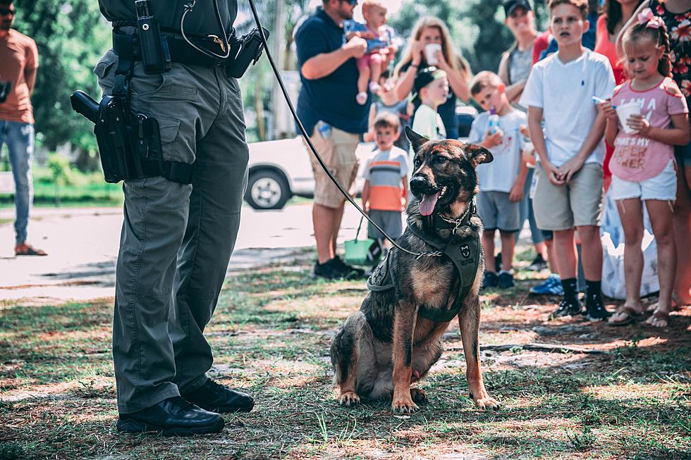 Horrible: Why Was A Houston Police K-9 Left In Hot Vehicle To Die?