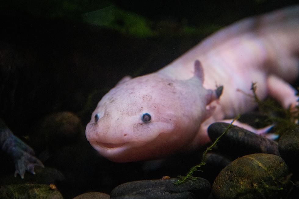 Small Aquatic Pet Store In Lubbock Gives Axolotl New Lease On Life