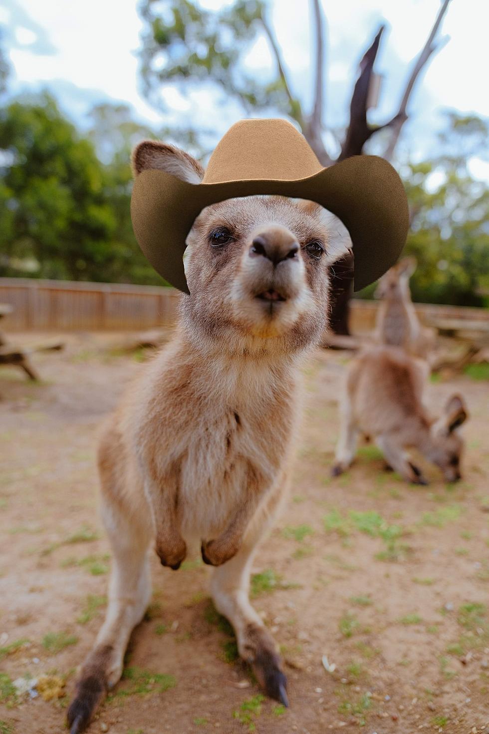 Texans Are Free To Realize Their Dreams Of Owning A Kangaroo