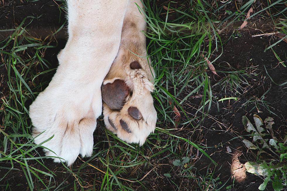 Texans Must Be Extra Careful With Their Pup’s Precious Paws