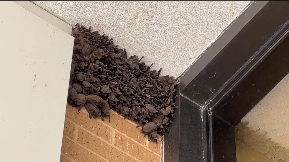 Texas Sanctuaries Accuse Mall Manager of Cruelty After Bats Left To Die