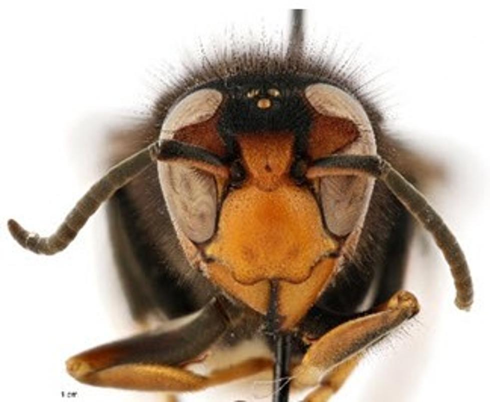 Warning Texas! A New &#8216;Murder Hornet&#8217; Could Be On It&#8217;s Way Soon
