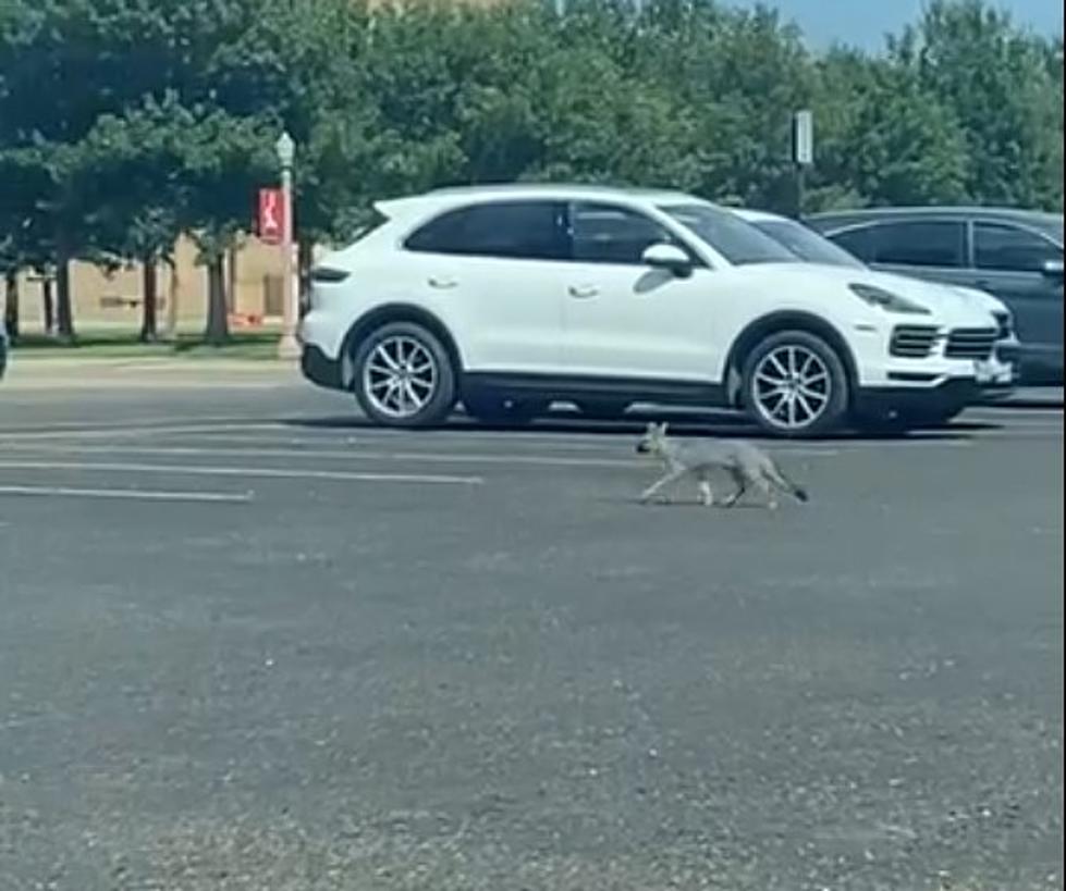 [WATCH] Little Gray Fox Spotted Running Through Texas Tech Campus