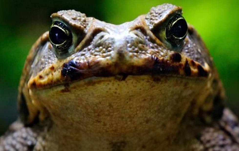 Be Very Careful Around These Huge And Deadly Texas Toads