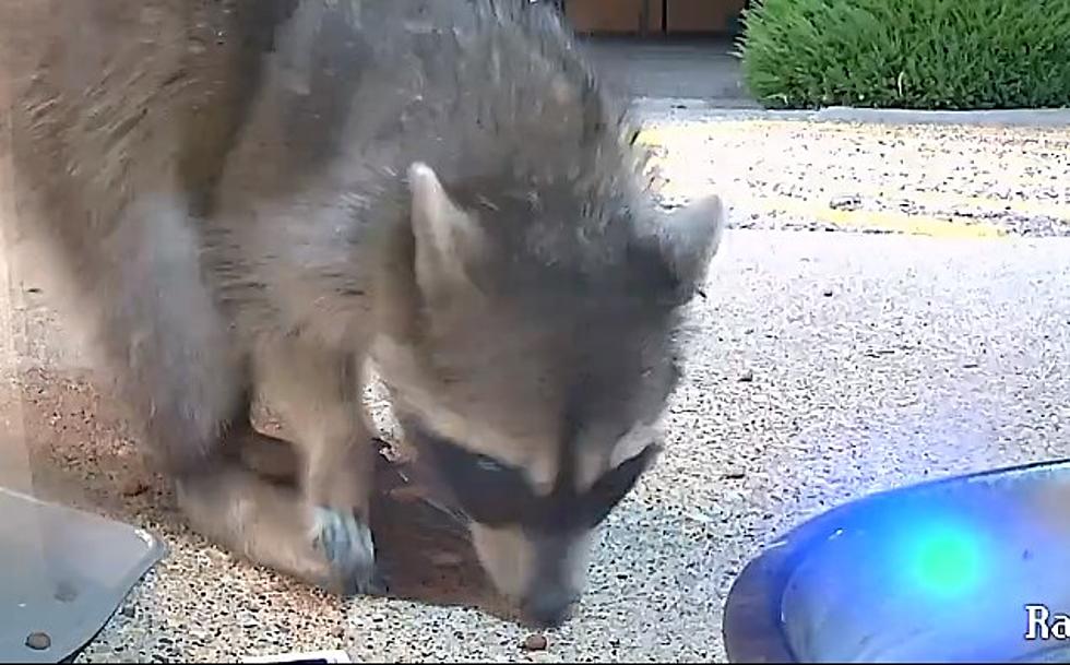 [WATCH] This Raccoon Cam in Downtown Lubbock is The Greatest
