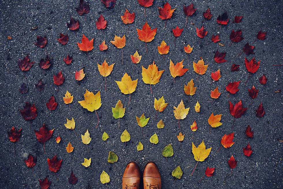 When Can We Expect Fall Foliage This Year in Texas?